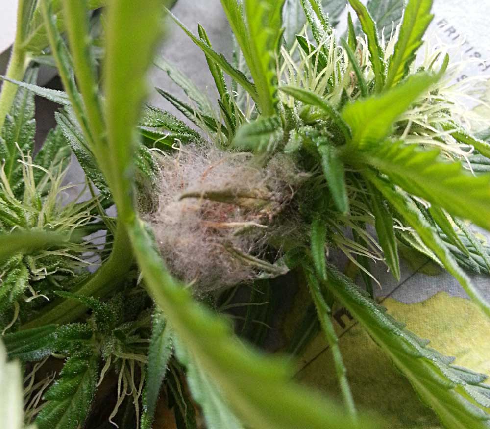 Bud rot is moldy weed