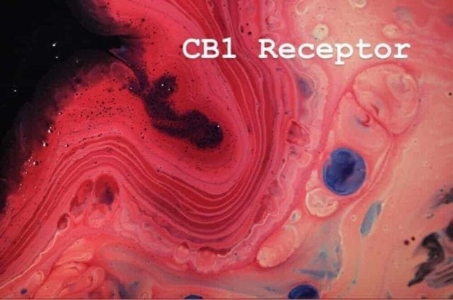 CB1 Receptor