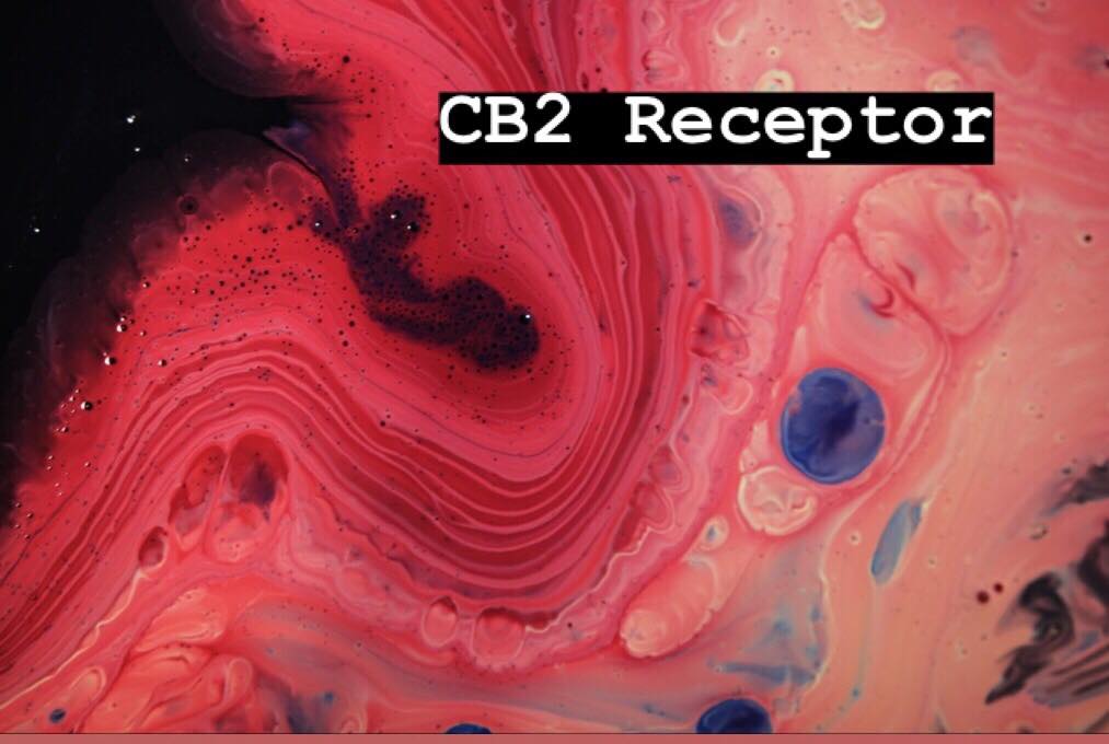 CB2 Receptors