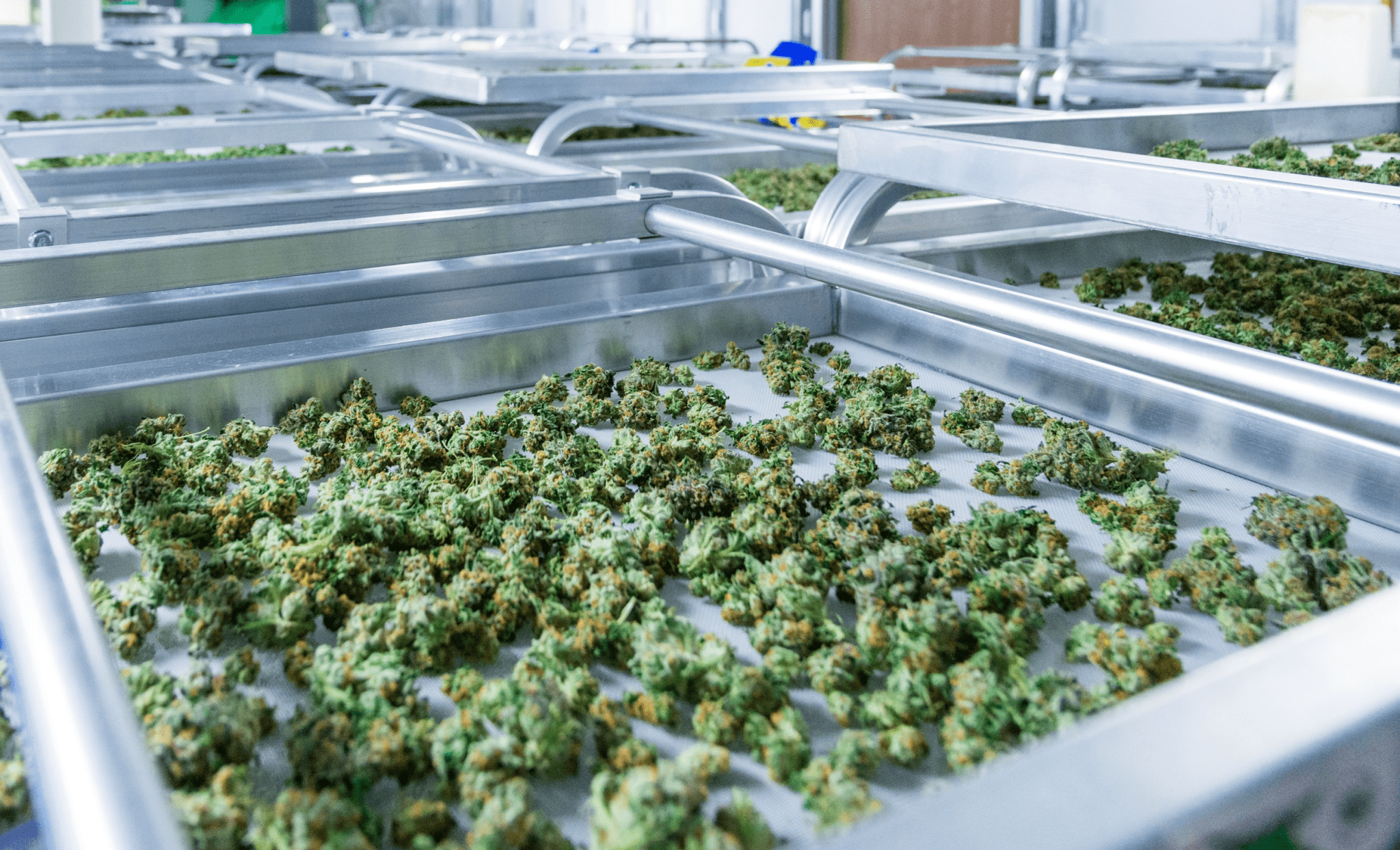 Cannabis Advocacy News: Federal Push for Legalization
