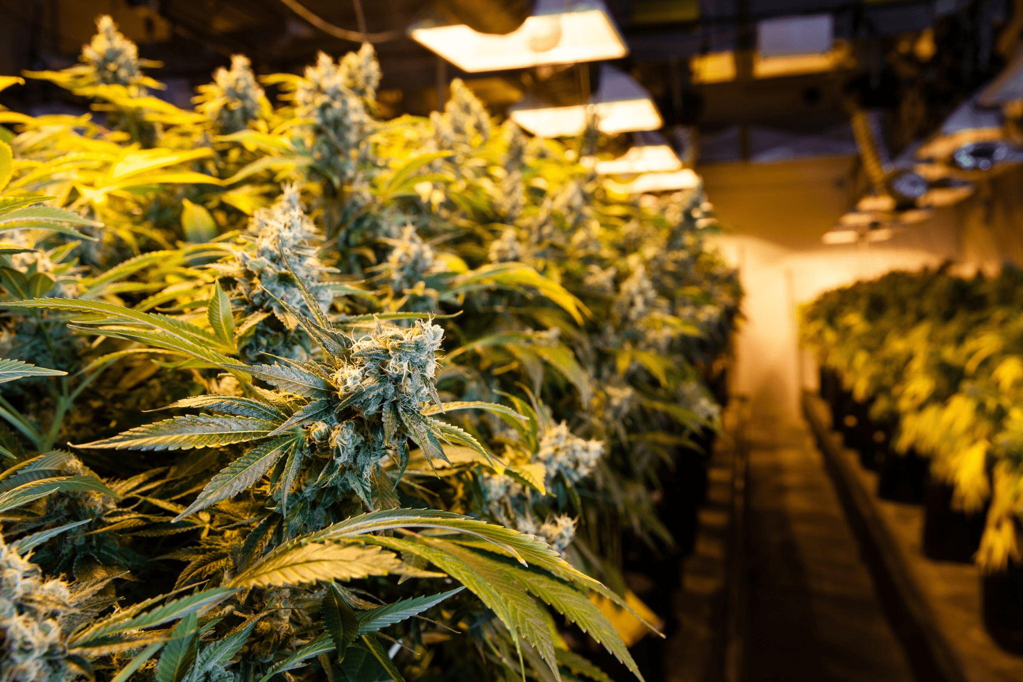 Autoflowering Cannabis Beginner’s Guide: Low-Maintenance Growing