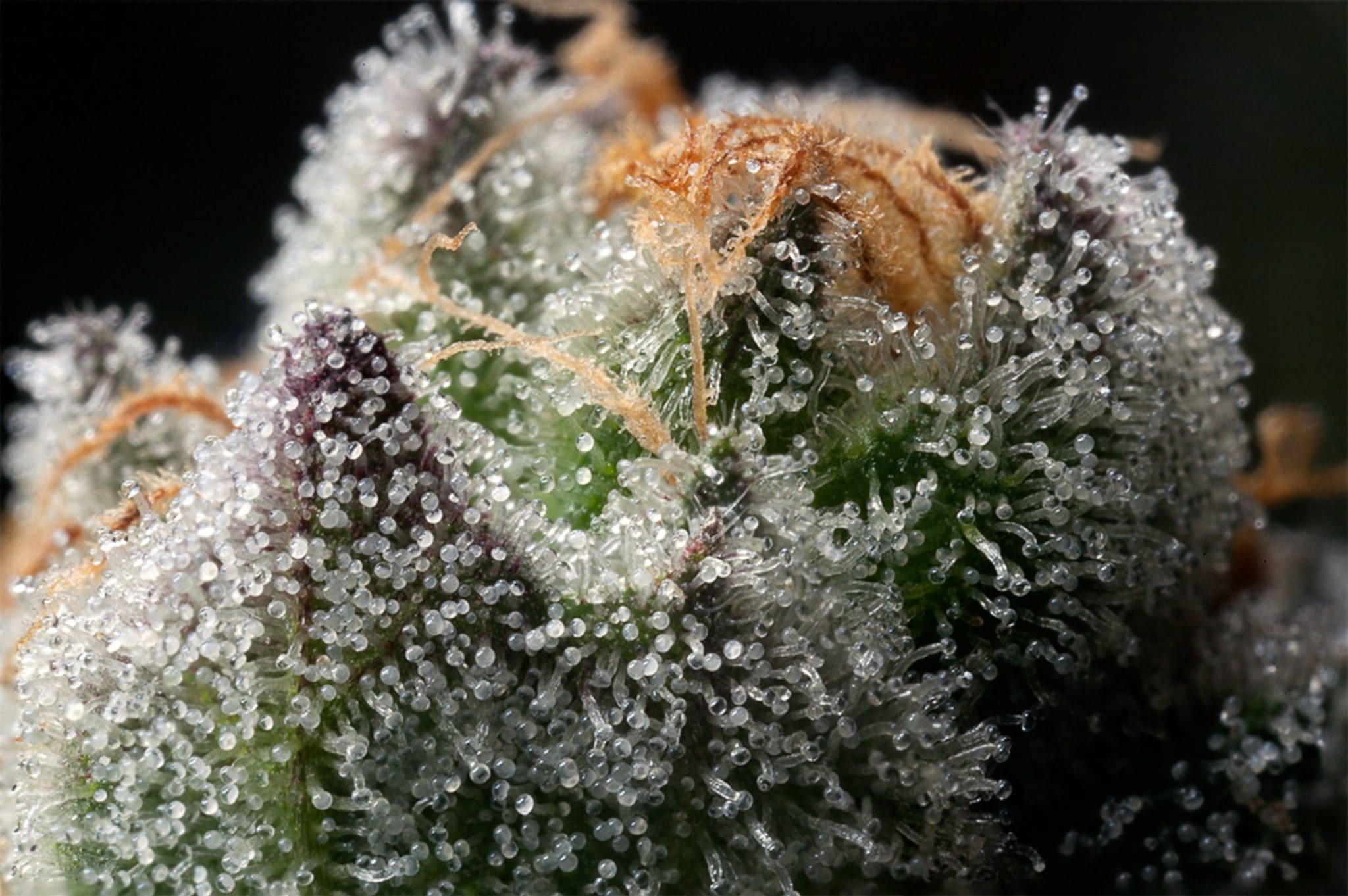 Indica vs Sativa: Telling Them Apart Indica vs. Sativa: How to Tell Them Apart (and Why Labels Mislead)
