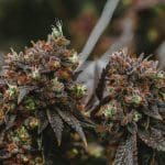 Mastering Hydroponic Weed: Grow Smarter Not Harder