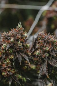Mastering Hydroponic Weed Mastering Hydroponc Weed