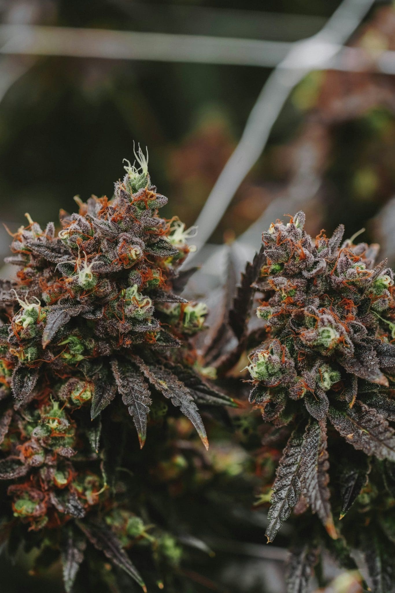 Mastering Hydroponic Weed Mastering Hydroponic Weed: Grow Smarter Not Harder