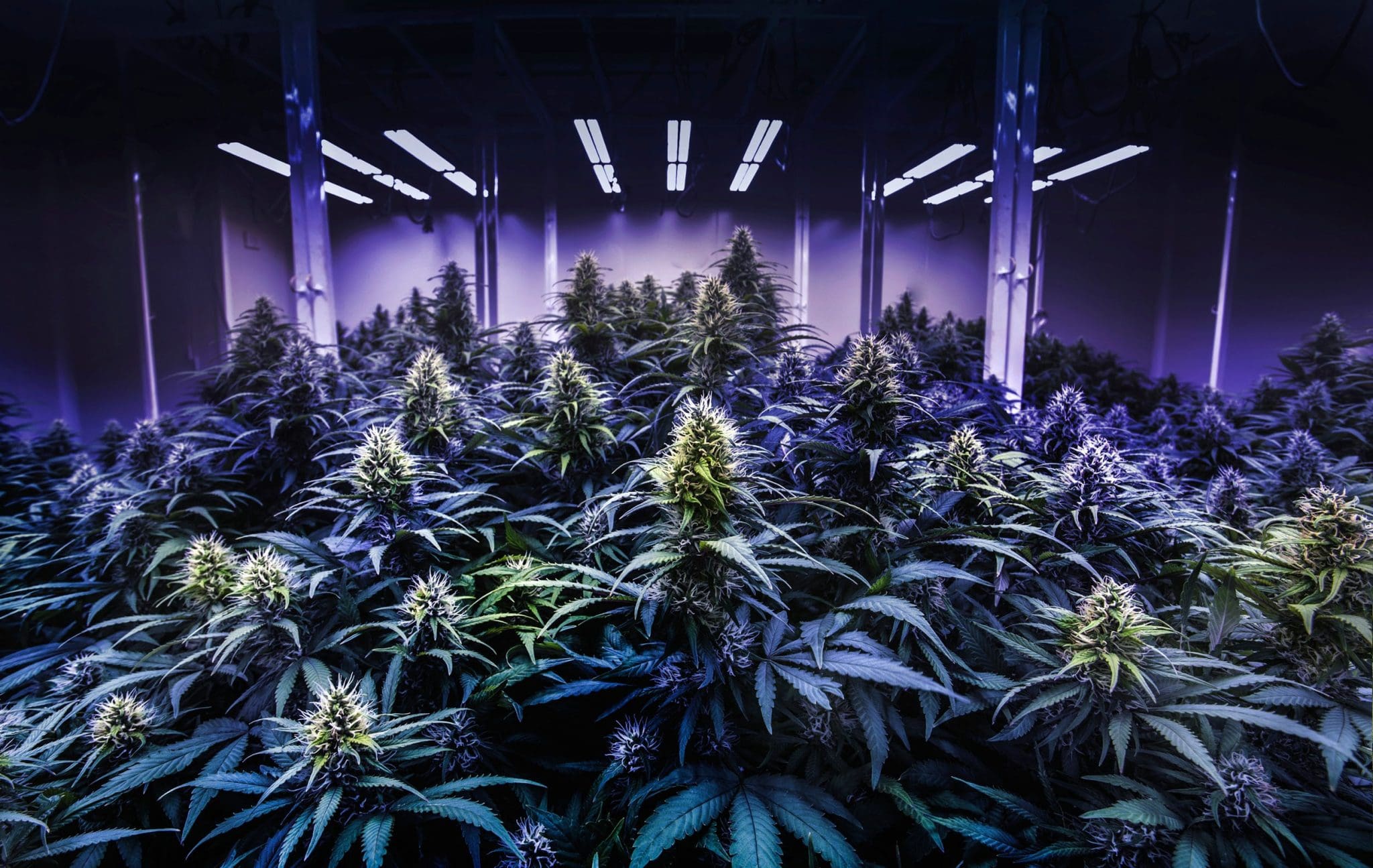 How to Grow Cannabis Indoors How to Grow Cannabis Indoors: A Step-by-Step Guide