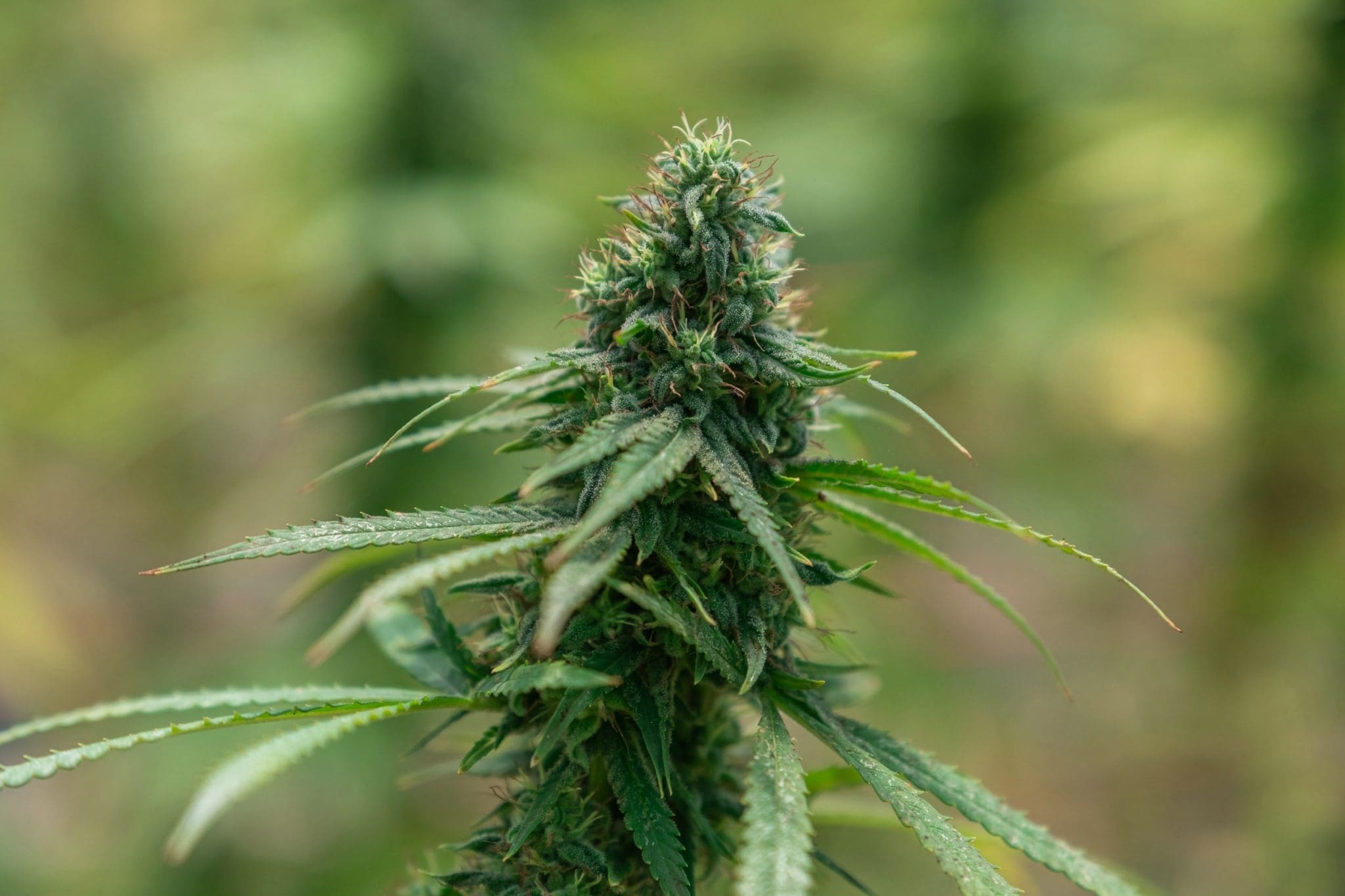 How to Grow Cannabis Outdoors How to Grow Cannabis Outdoors: From Planting to Harvest