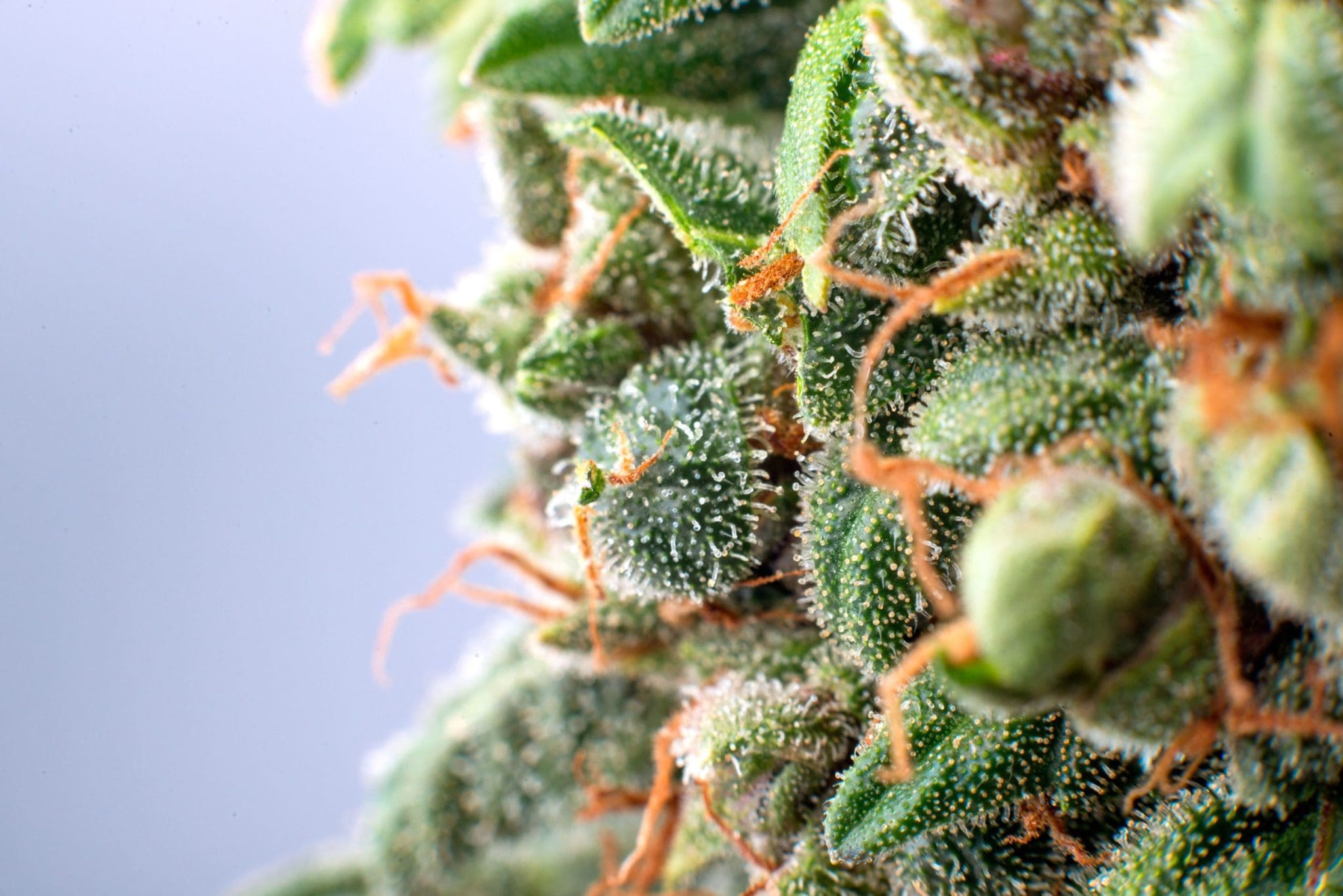 Sativa Strains Globally Global Sativa Strains: A World Tour