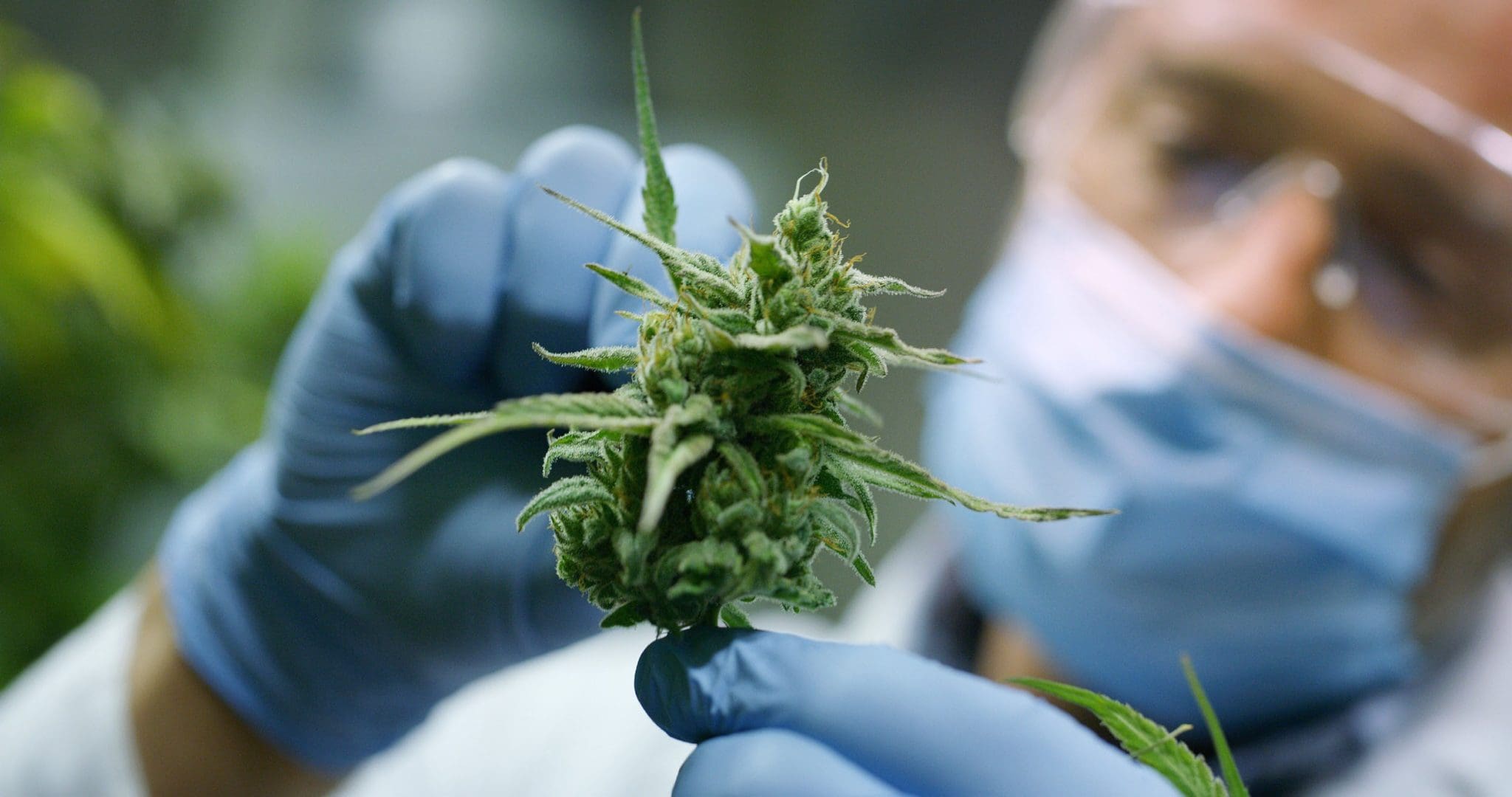 Does Cannabis Help Anxiety? Research Does Cannabis Help Anxiety? What the Research Says