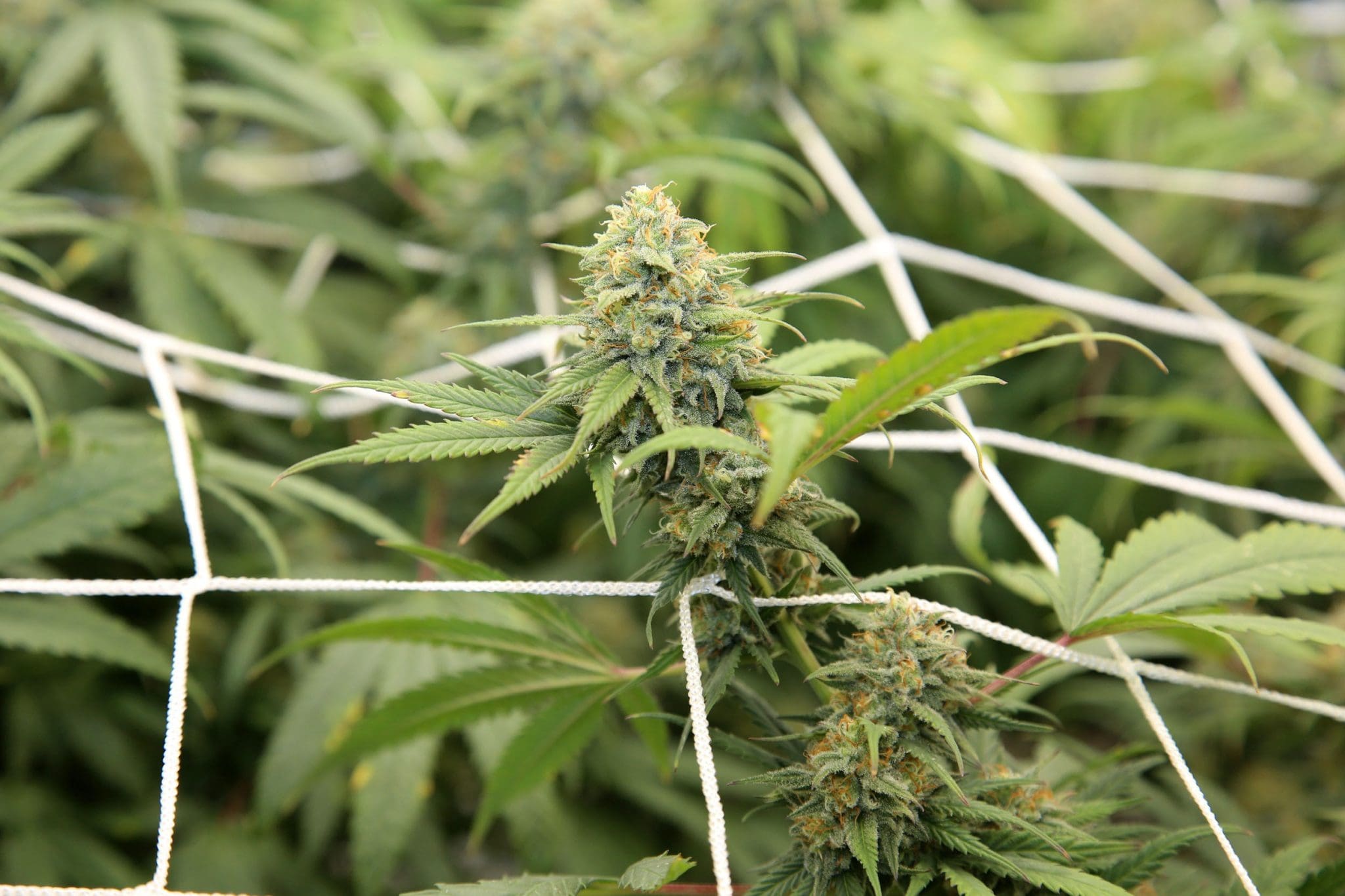 Best Sativa Strains for Energy and Focus Best Sativa Strains for Energy and Focus